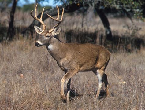 Fatal Zombie Deer Disease Could Spread To Humans