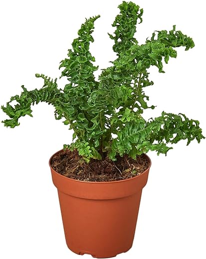 Fern Amp 39 Emina Amp 39 4 Amp Quot Pot Indoor Plant House Plants Expert