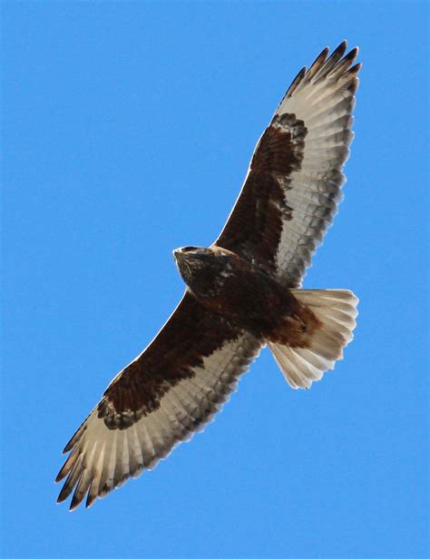 Ferruginous Hawk Female Hawk Bird Common Buzzard Bald Eagle