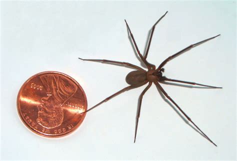 Fiddleback Spider Canada: Identify And Remove Safely