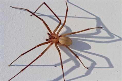 Fiddleback Spider Canada