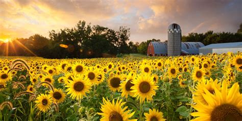 Fields Near Me