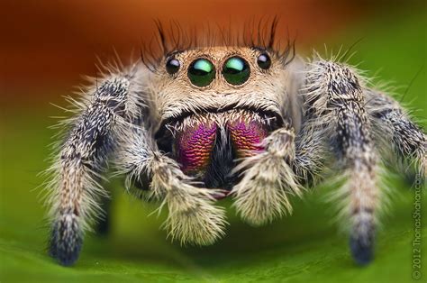 File Female Jumping Spider Phidippus Regius Florida Jpg