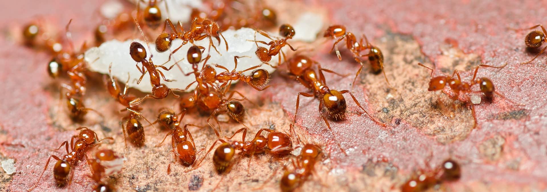 Fire Ant Identification In Jacksonville Fl Lindsey Pest Services