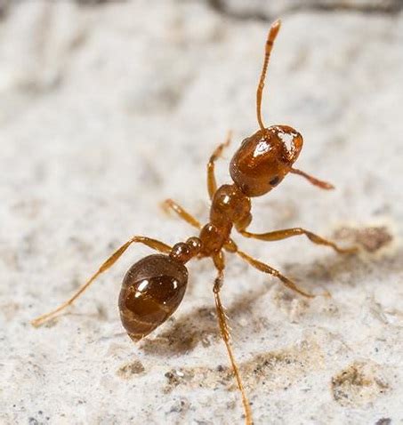 Fire Ants Florida: Effective Removal Solutions