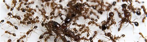 Fire Ants Florida: Safe Treatment Options