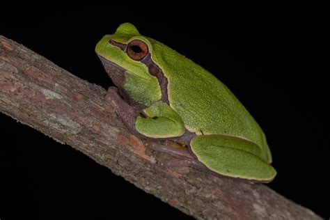 Fischergr Pine Barrens Tree Frog 1 Protecting The New Jersey