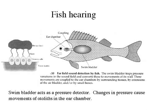 Fish Hearing Explained Fully