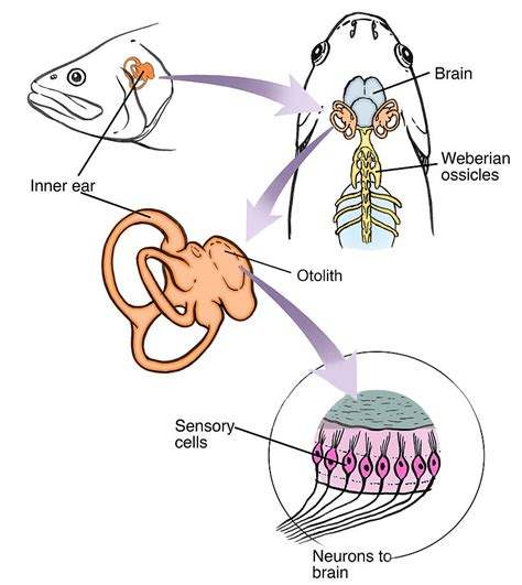 Fish Hearing