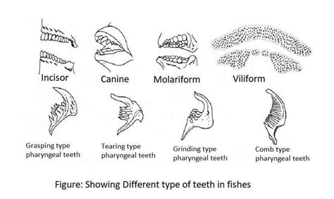 Fish Teeth Types