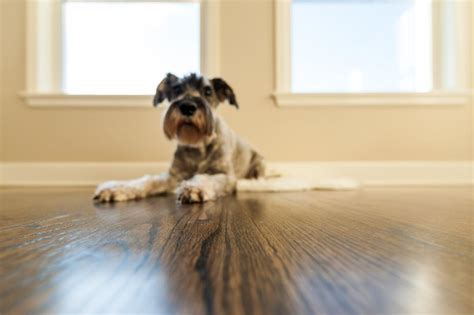 Fixing Creaks In Your Floorboards