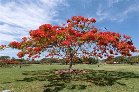 Flamboyant Royal Poinciana