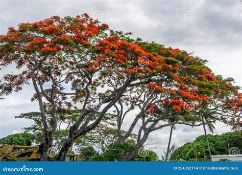 Flamboyant Tree Red Royal Poinciana Delonix Regia Stock Photo Image