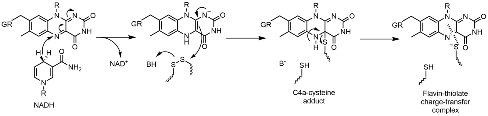 Flavin Adenine Dinucleotide Wikipedia