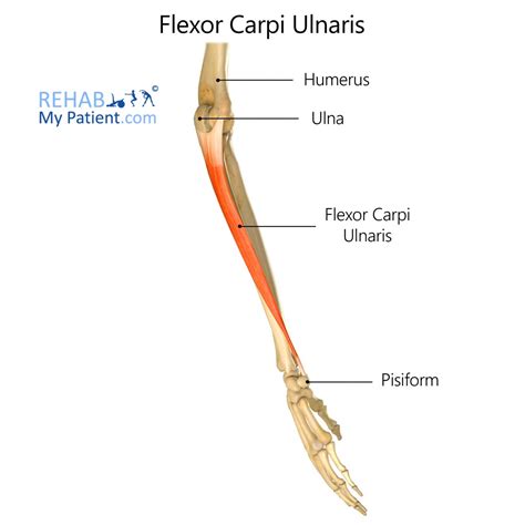 Flexor Carpi Ulnaris Rehab My Patient