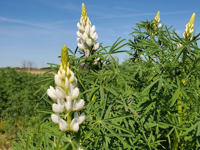 Floating Row Cover: Boosts Crop Yield