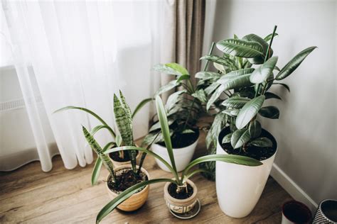 Florida Air Plant: Boosts Indoor Air Quality