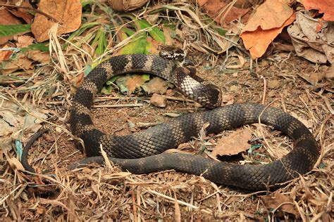 Florida Banded Snake: Safety Tips Inside