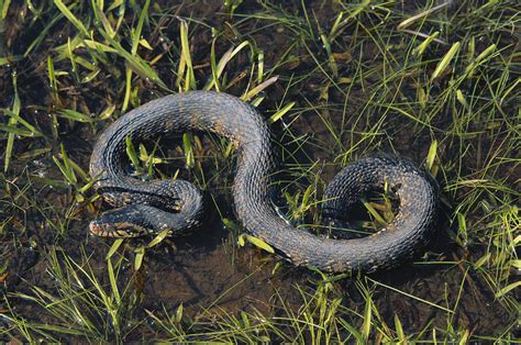 Florida Banded Water Snake Photograph By Karl H Switak Pixels