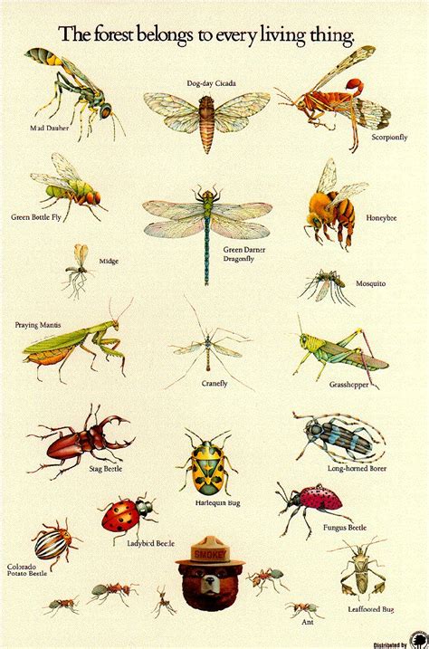 Florida Bug Identifier: Solve Infestation Fast