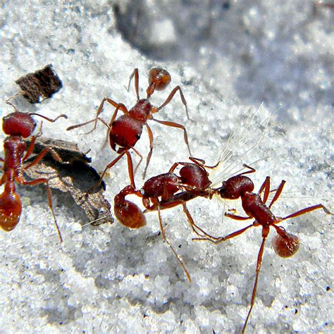 Florida Carpenter Ant Frass