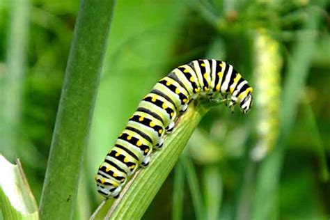 Florida Caterpillar Identification And Control Mccall Service