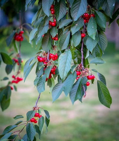 Florida Cherry Tree Growing Guide