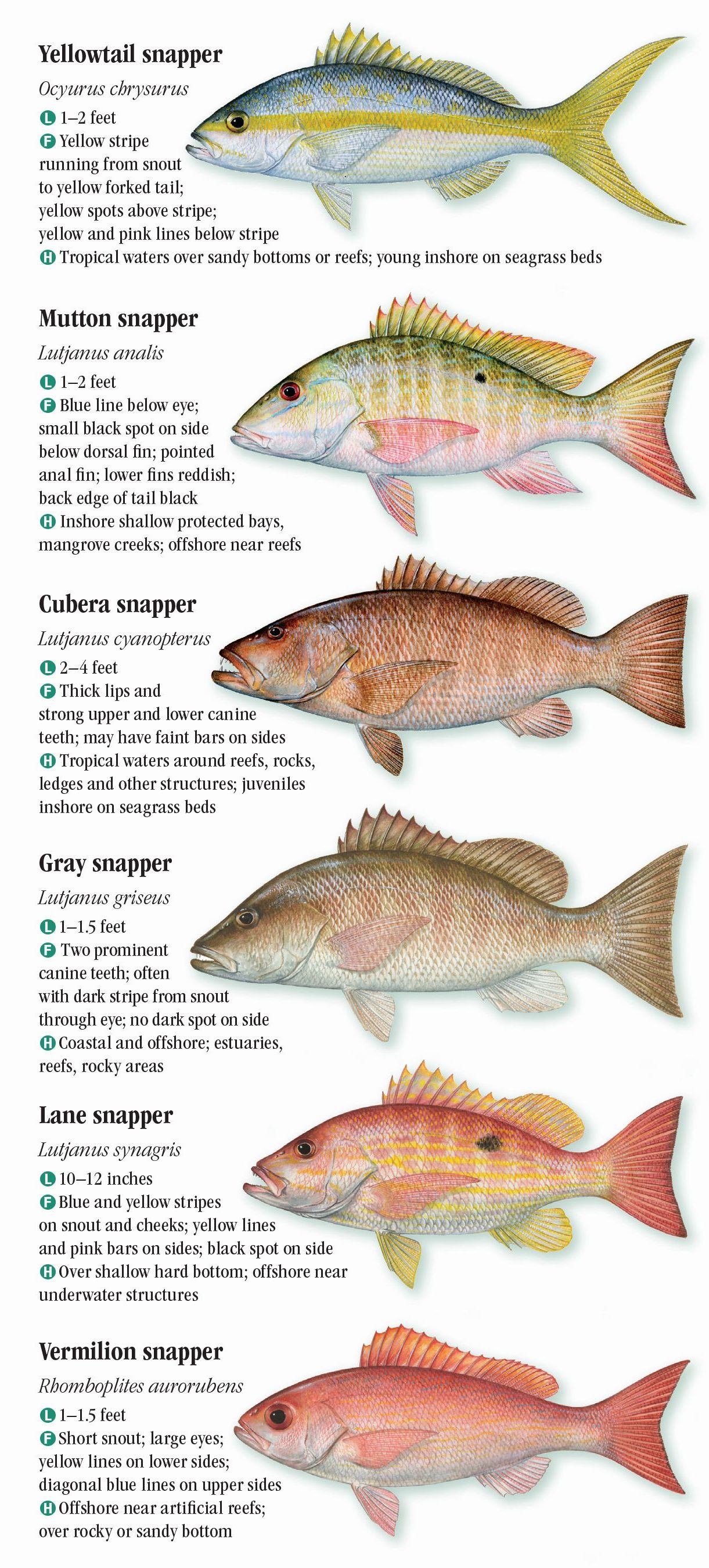 Florida Fish Guide: Identify 100+ Species Easily