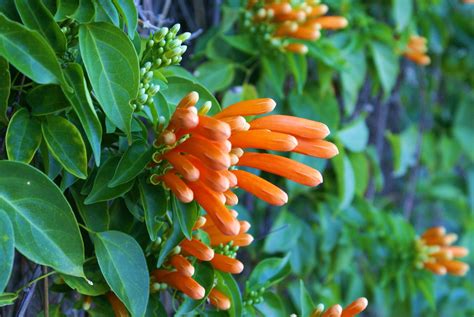 Florida Flame Vine: Vibrant Colors Guaranteed