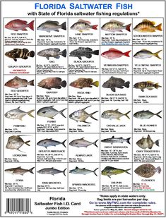 Florida Game Fish Fish Chart Florida Fish Saltwater Fishing