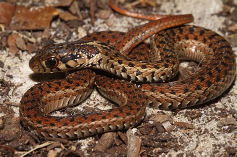 Florida Garden Snakes Pictures Fasci Garden