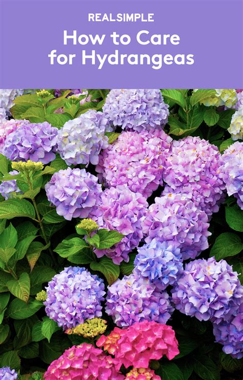 Florida Hydrangea Care Tips