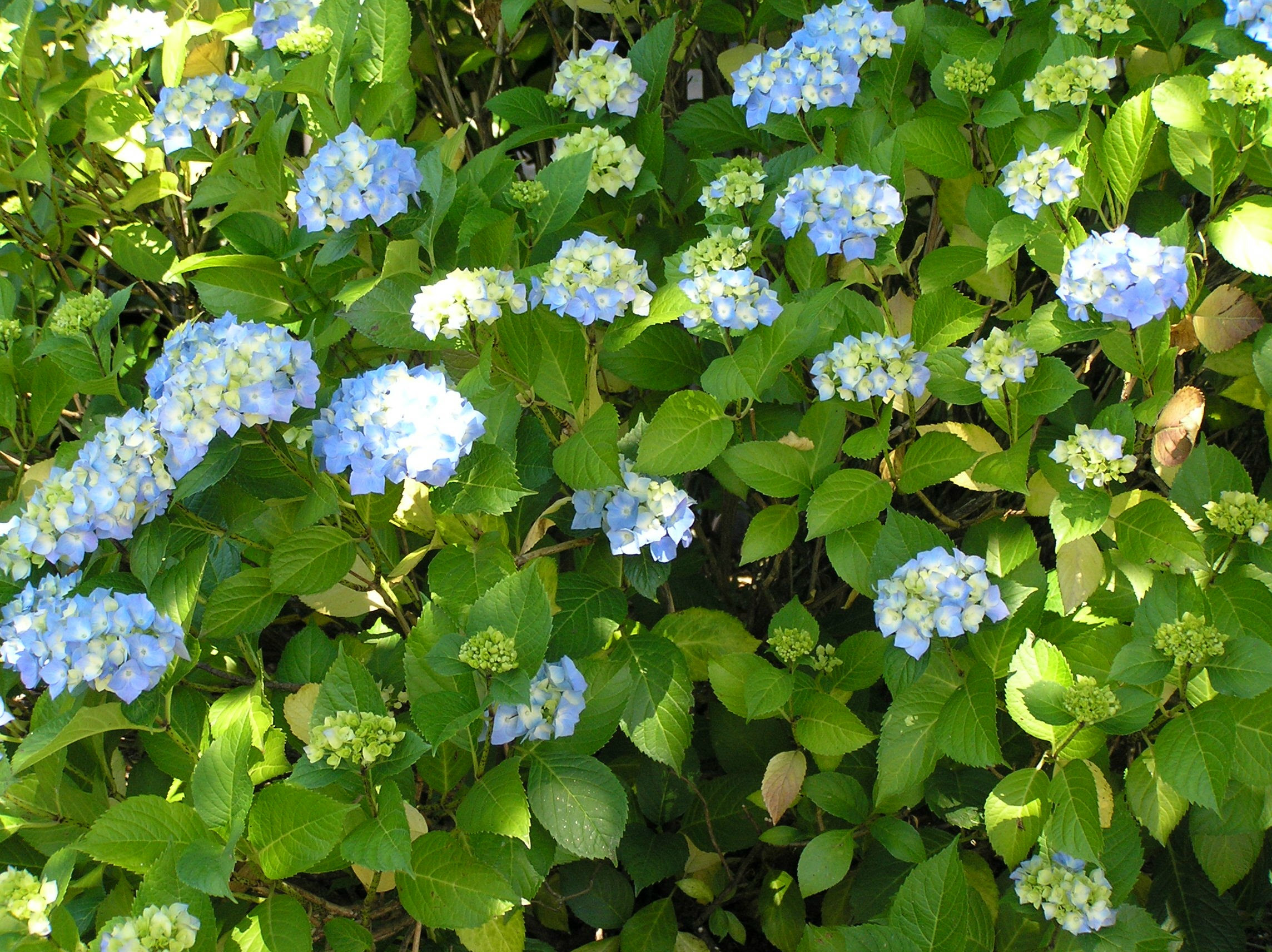 Florida Hydrangea Plant