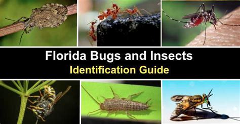 Florida Insect Guide: Id Made Easy