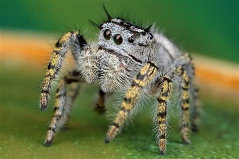 Florida Jumping Spider