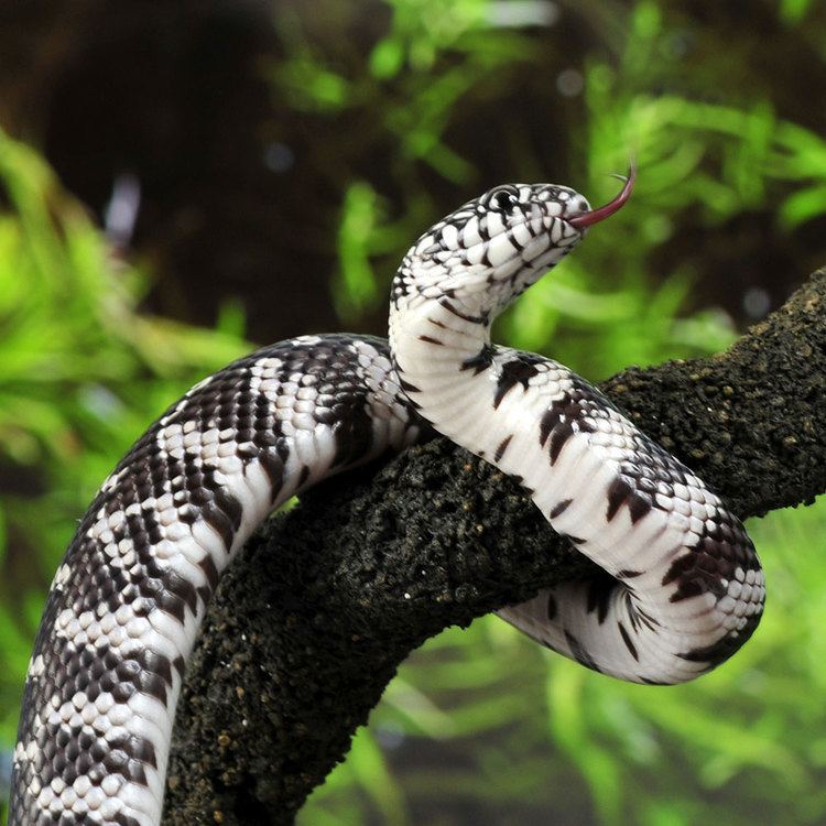 Florida King Snake