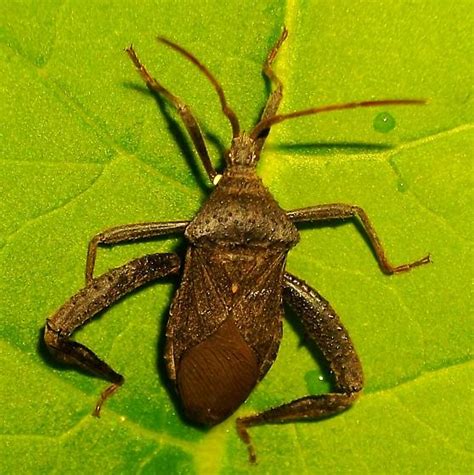 Florida Leaf Footed Bug Acanthocephala Femorata Bugguide Net