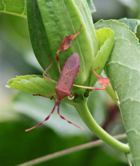 Florida Leaf Footed Bug Project Noah