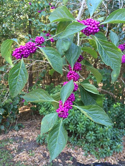 Florida Native Plants Beautyberry Gardening In The Panhandle