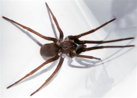 Florida Nature Kukulcania Hibernalis Southern House Spider