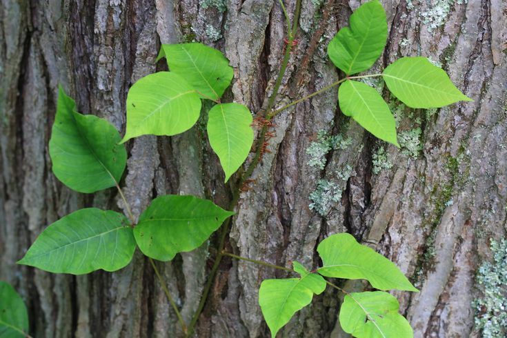 Florida Poison Ivy