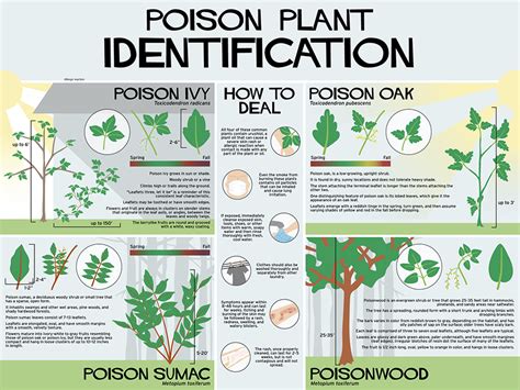 Florida Poisonous Plants: Safe Gardening Solutions