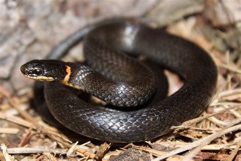 Florida Ringneck Snake: Identify And Attract