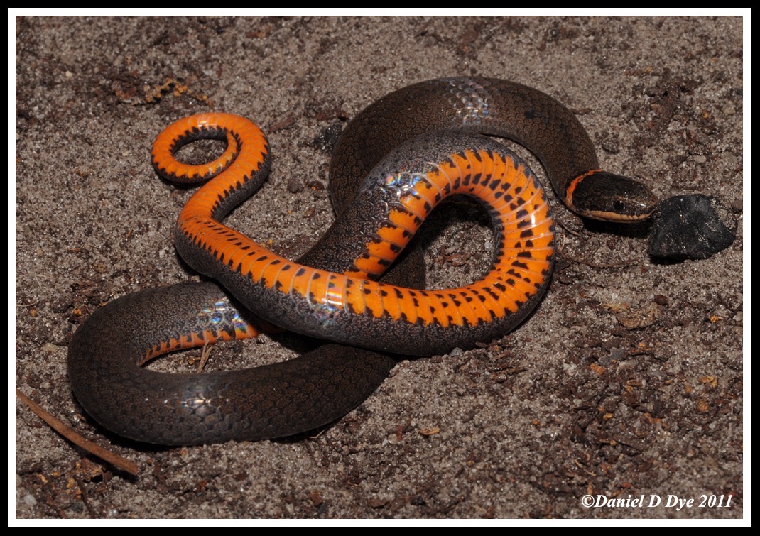 Florida Ringneck Snake