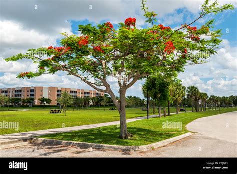 Florida Royal Poinciana Tree: Vibrant Blooms Guaranteed