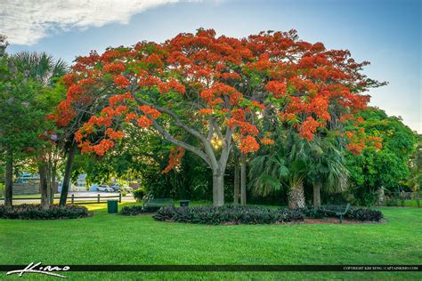 Florida Royal Poinciana Tree