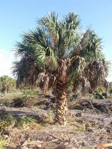 Florida Sabal Palm