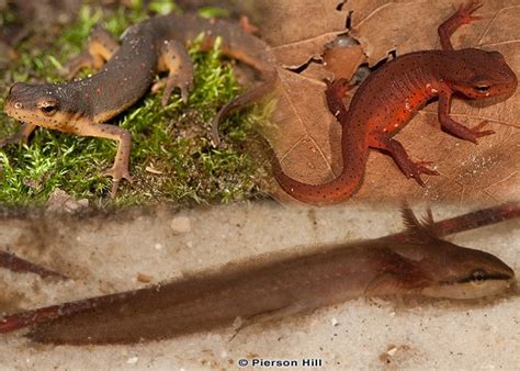 Florida Salamander: Identify And Protect Them