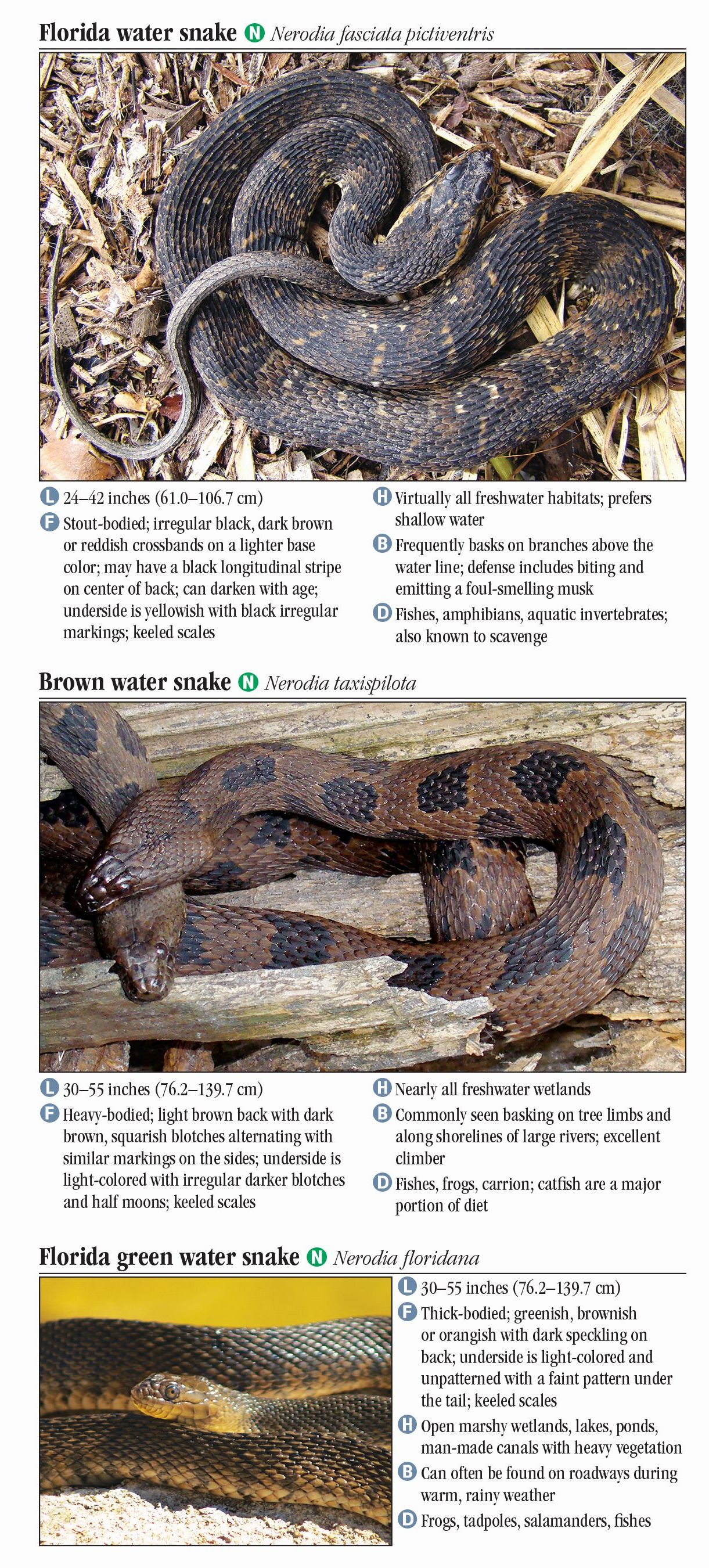 Florida Snake Identification Chart