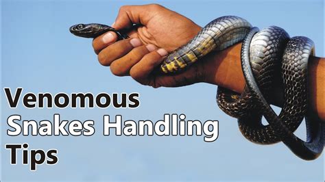 Florida Snakes: Learn Safe Handling Techniques